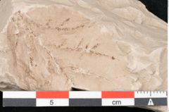 Foto (Detailansicht) von Rhytisma feroniae Ettingshausen (NHMW-GEO-2024-0188-6396)